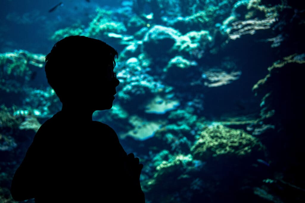 Silhouet van een kind dat kijkt naar een aquarium, vastgelegd in een stil en aandachtig moment